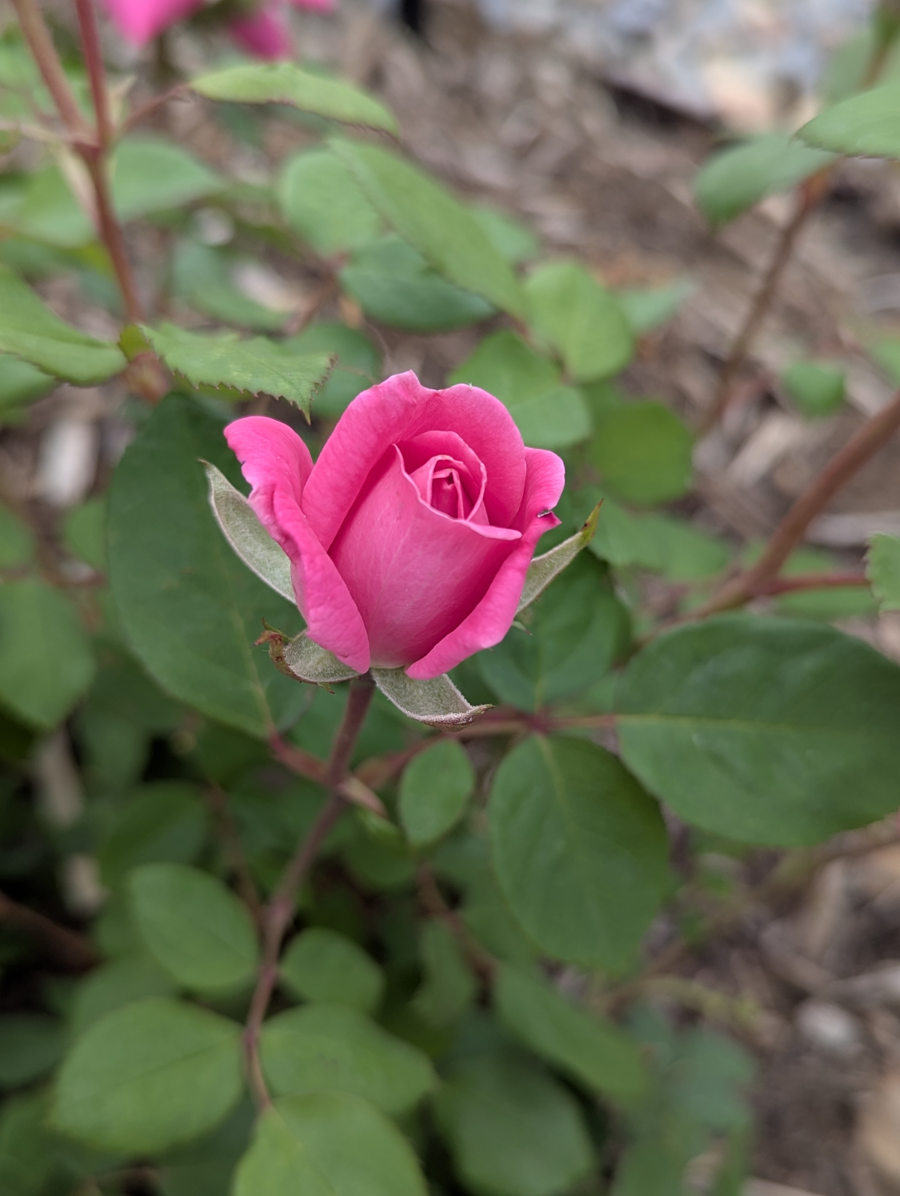 Garden, Flowers, Morrison, Colorado